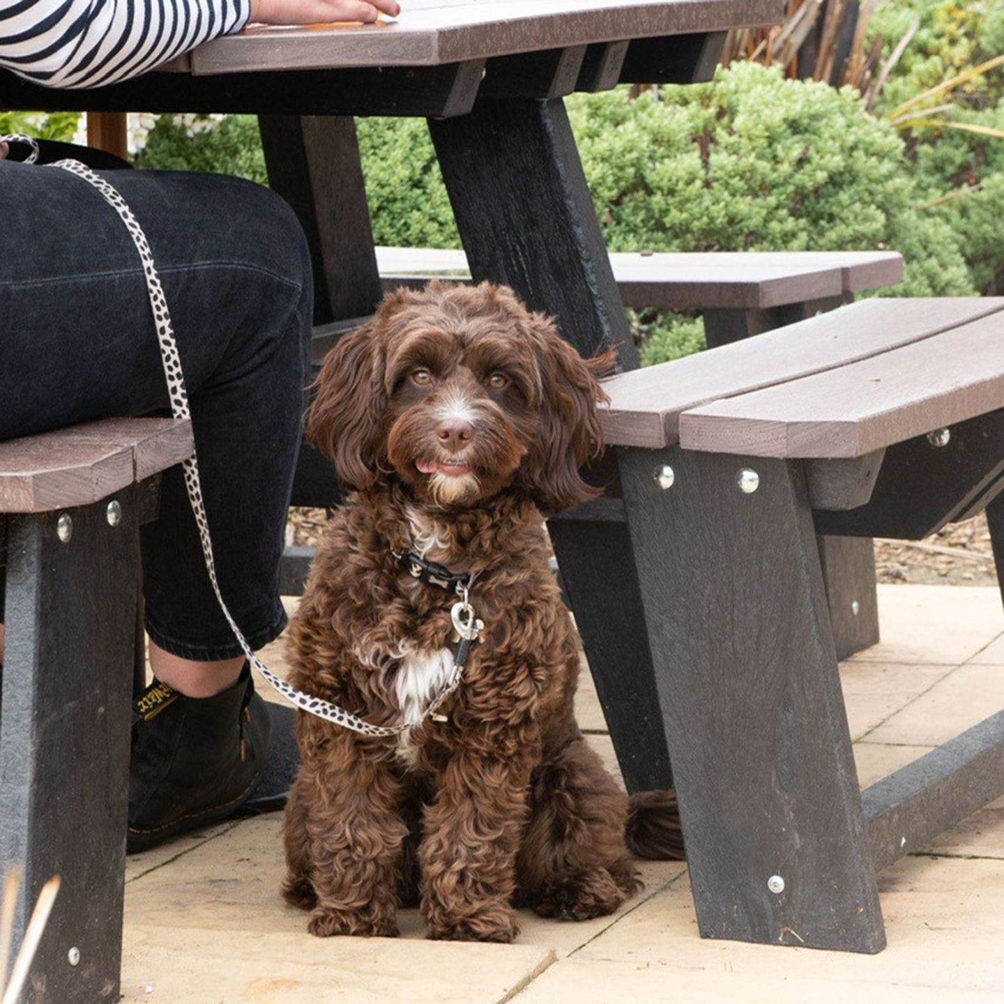 Your local dog friendly pub in Bournemouth 